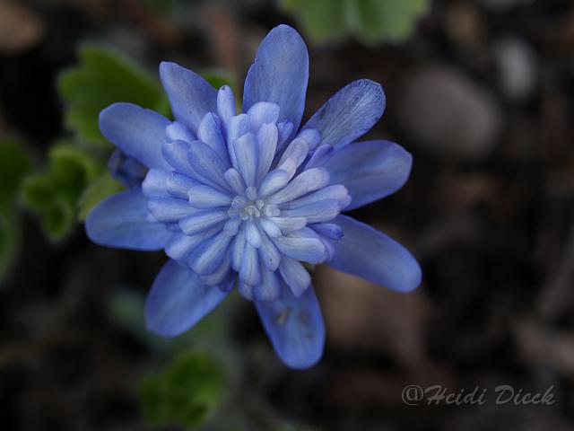 Hepatica Elison Spence.JPG